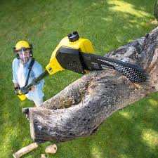 Best Tree Health Inspection  in Pine City, MN